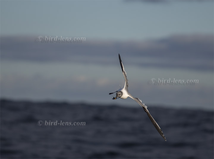 Schwalbenmöwe Schwalbenmöwe