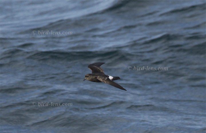 Sturmschwalbe Sturmschwalbe