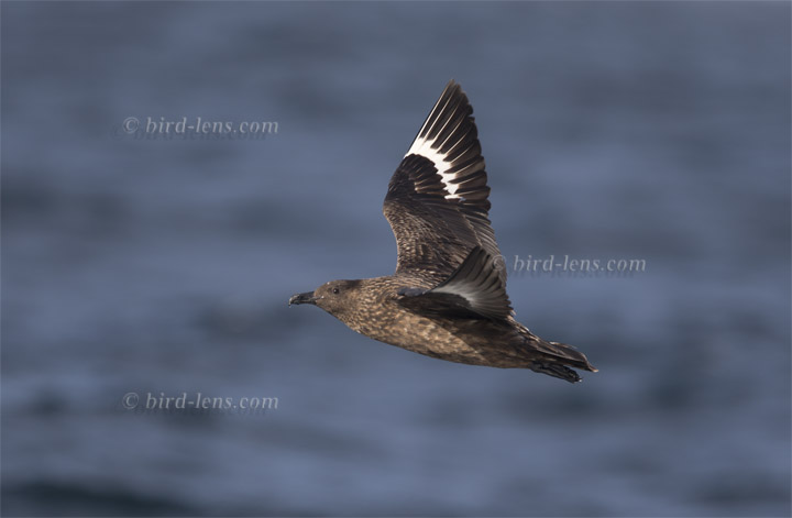 Skua Skua