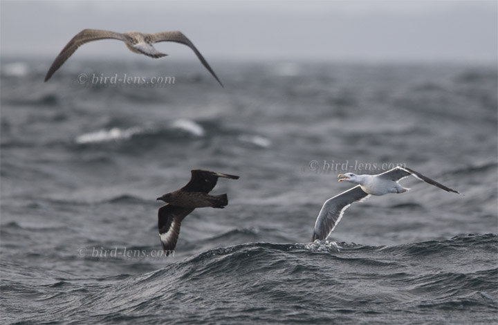 Mantelmöwe Mantelmöwe