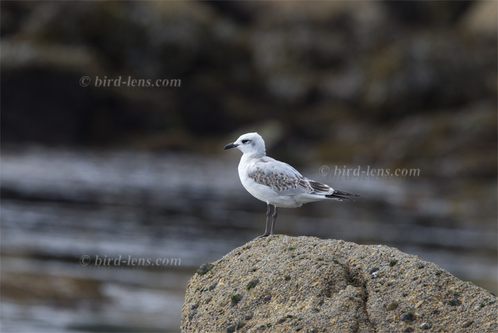 Schwarzkopfmöwe Schwarzkopfmöwe