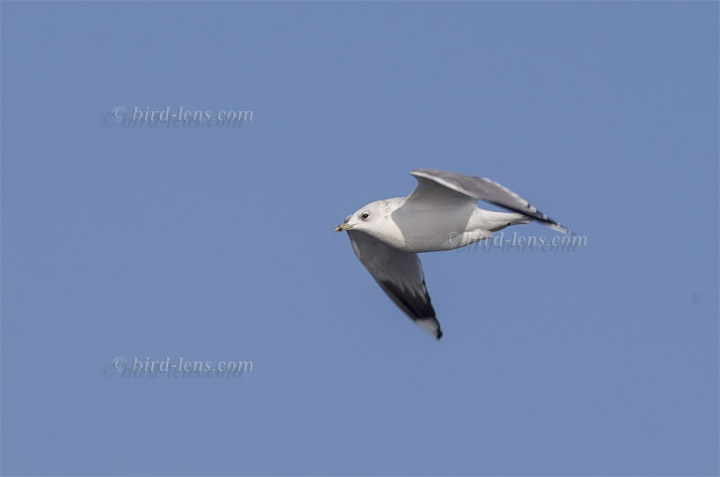 Sturmmöwe Sturmmöwe