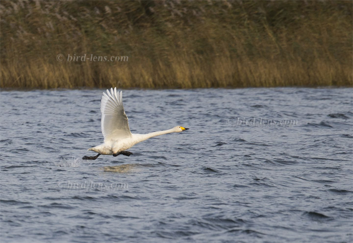 Singschwan Singschwan