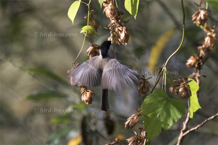 Sumpfmeise Sumpfmeise