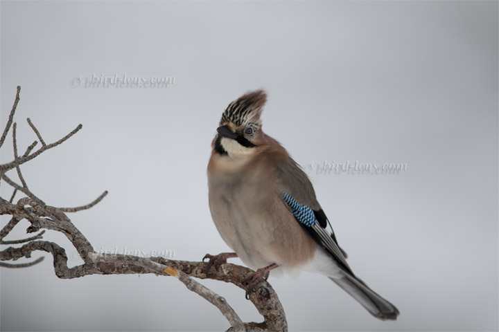 Eichelhäher Eichelhäher