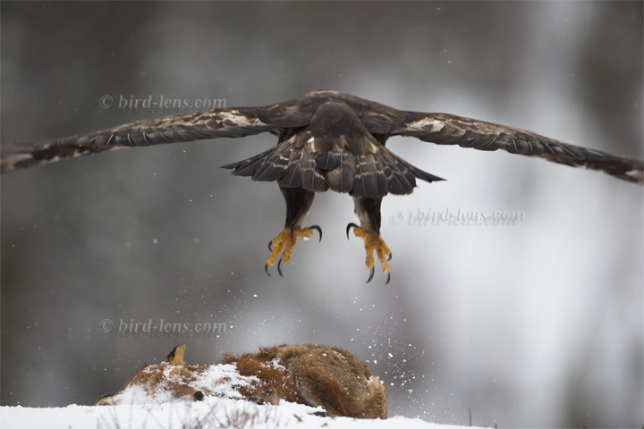 Steinadler Steinadler