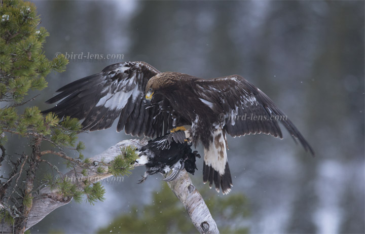 Steinadler Steinadler