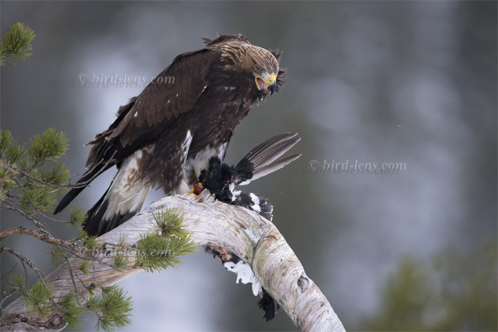 Steinadler Steinadler