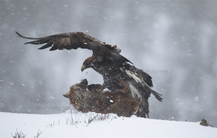 Steinadler Steinadler