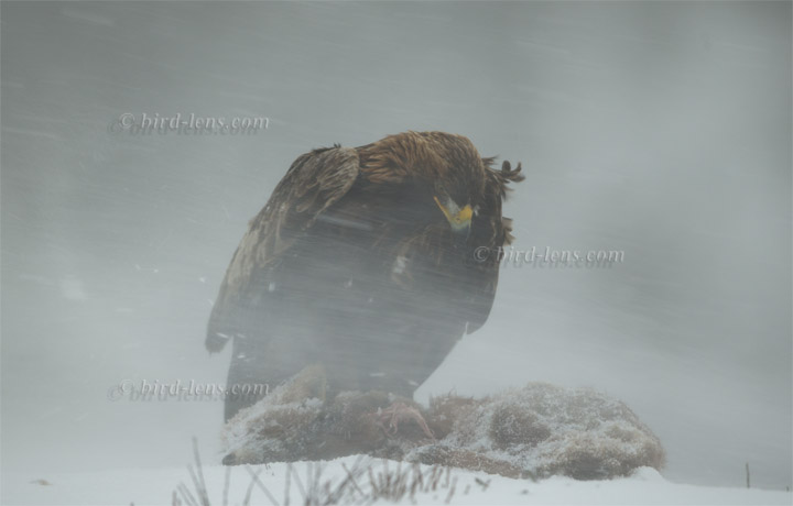 Steinadler Steinadler