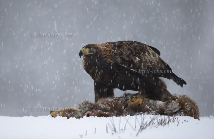 Steinadler Steinadler