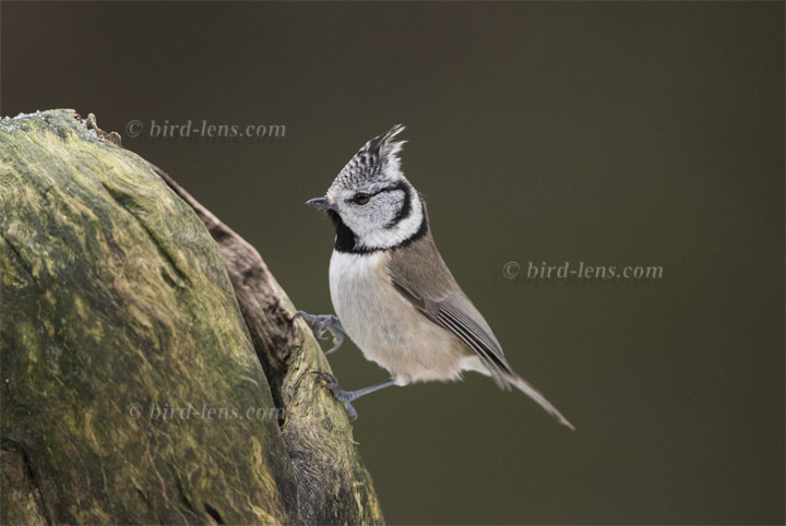 Haubenmeise Haubenmeise