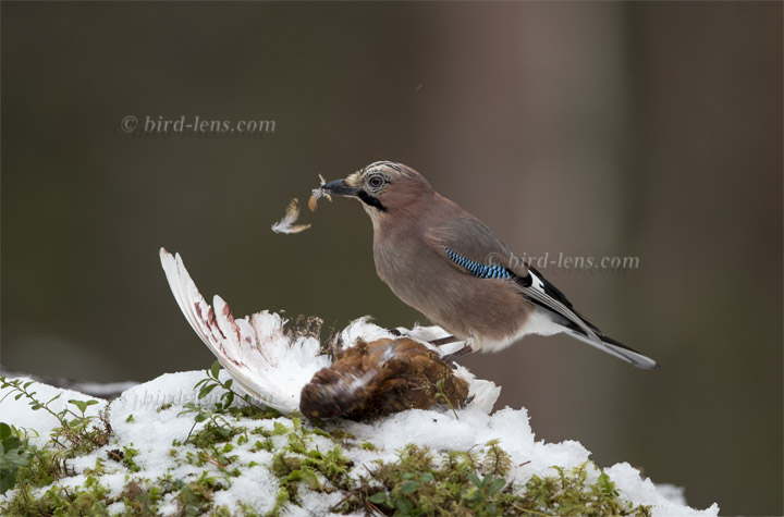 Eichelhäher Eichelhäher