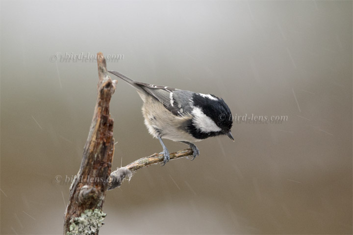 Tannenmeise Tannenmeise