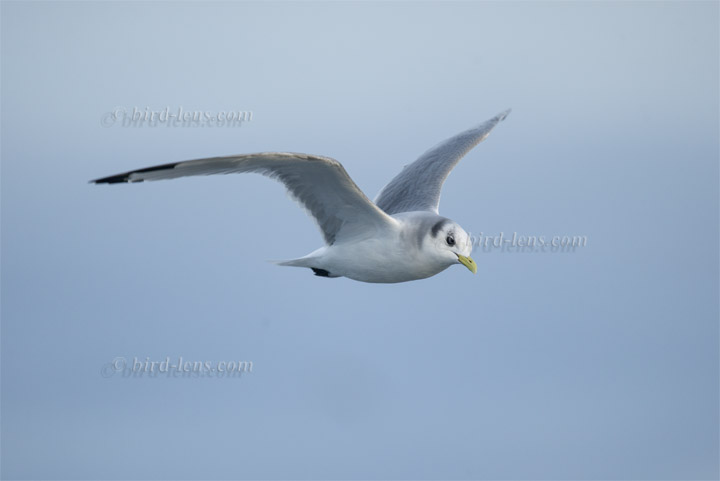 Dreizehenmöwe Dreizehenmöwe