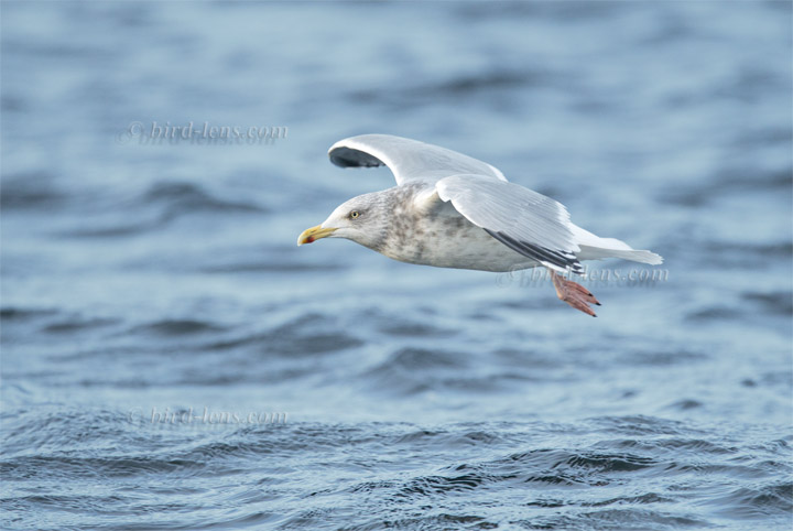 Silbermöwe Silbermöwe