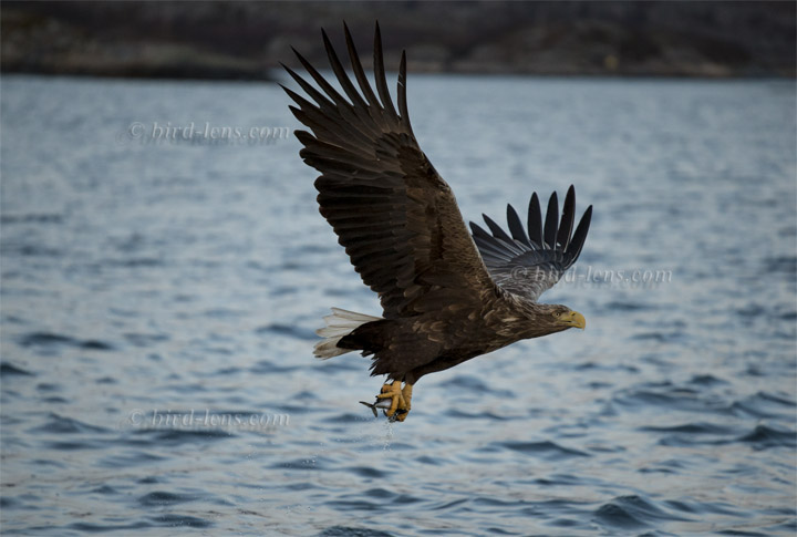 Seeadler Seeadler