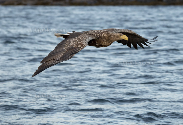 Seeadler Seeadler