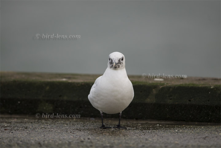 Elfenbeinmöwe Elfenbeinmöwe