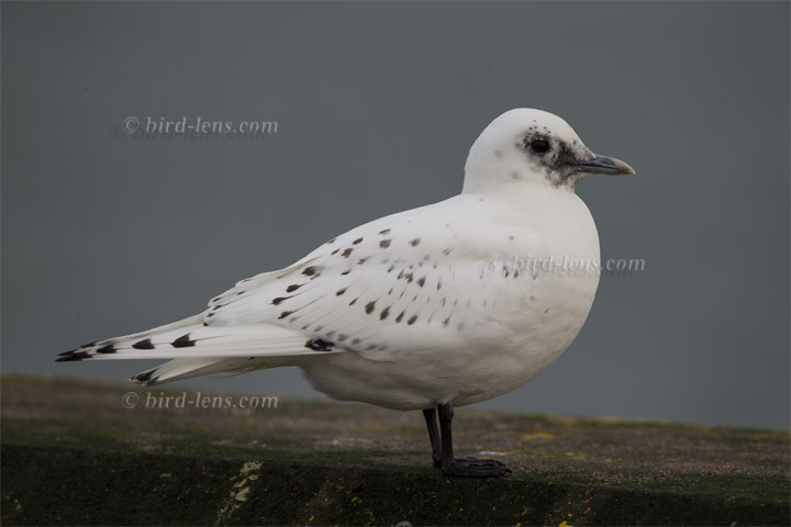 Elfenbeinmöwe Elfenbeinmöwe