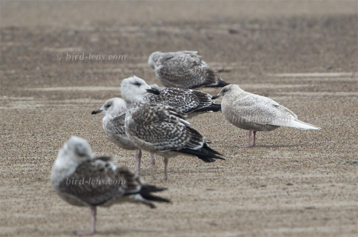 Polarmöwe Polarmöwe