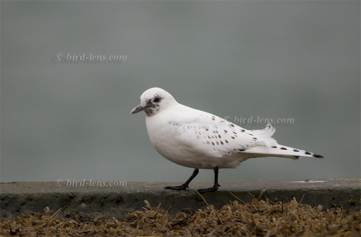 Elfenbeinmöwe Elfenbeinmöwe