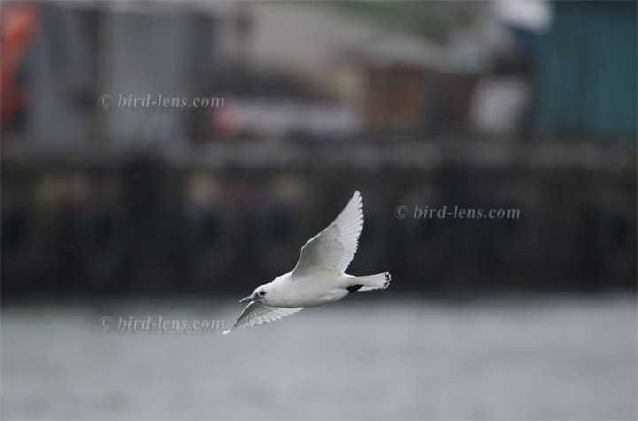 Elfenbeinmöwe Elfenbeinmöwe