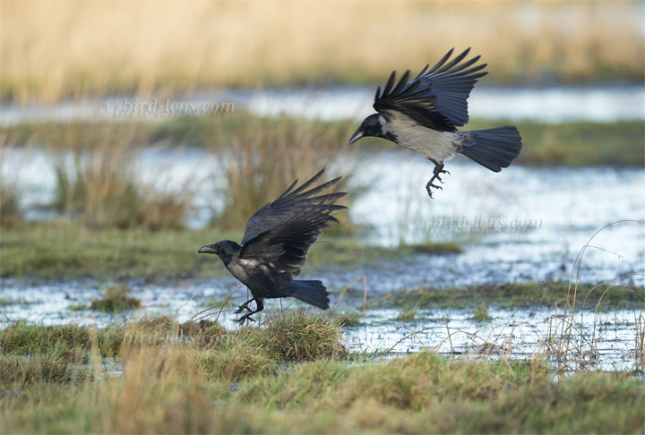Nebelkrähe Nebelkrähe