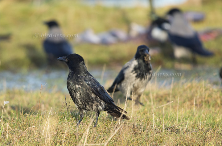 Nebelkrähe Nebelkrähe