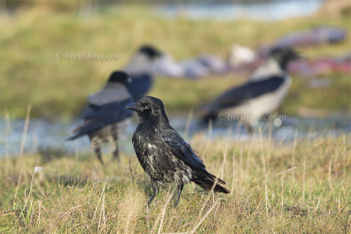 Nebelkrähe Nebelkrähe