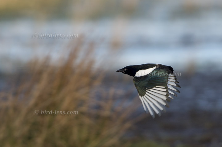 Black-billed Magpie Black-billed Magpie