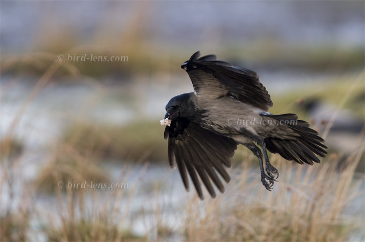 Nebelkrähe Nebelkrähe