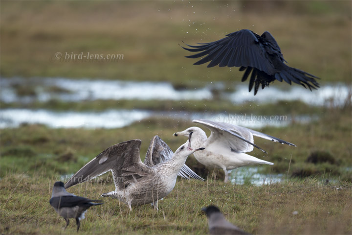 Mantelmöwe Mantelmöwe