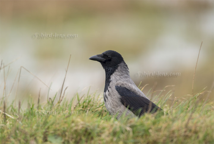 Nebelkrähe Nebelkrähe