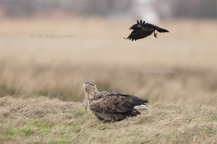 Nebelkrähe Nebelkrähe