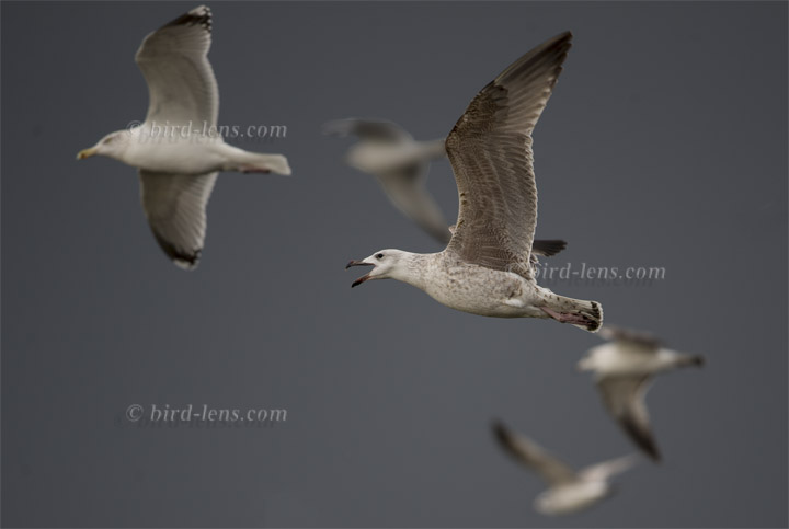 Mantelmöwe Mantelmöwe