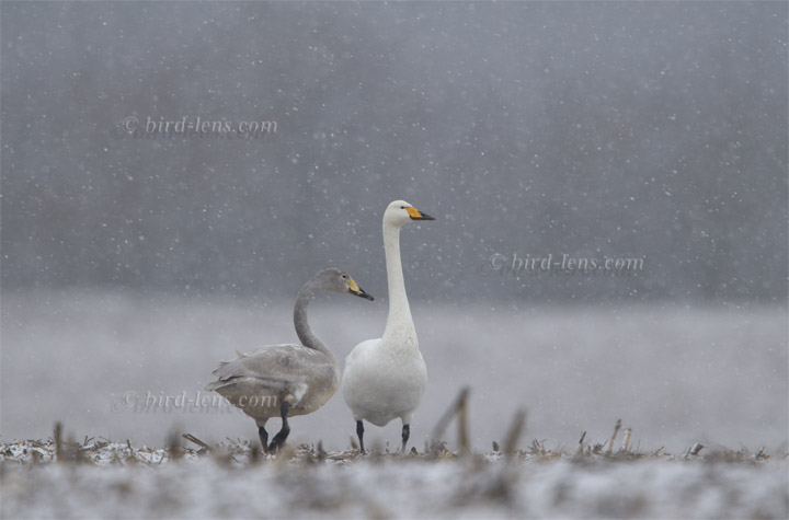 Singschwan Singschwan