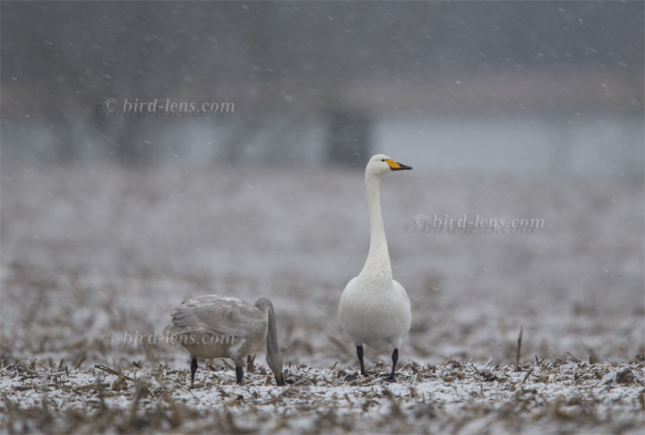 Singschwan Singschwan