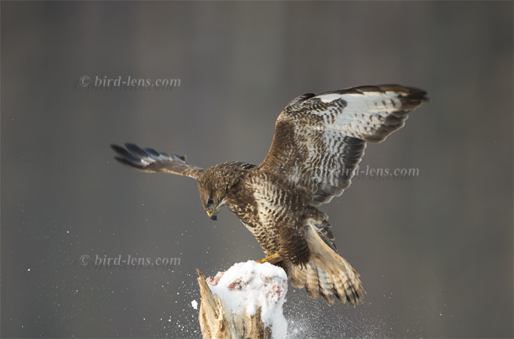 Mäusebussard Mäusebussard