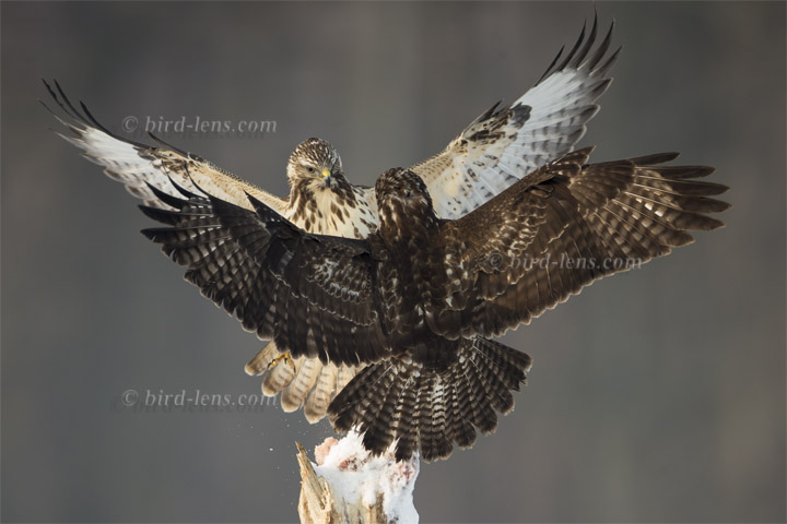 Mäusebussard Mäusebussard