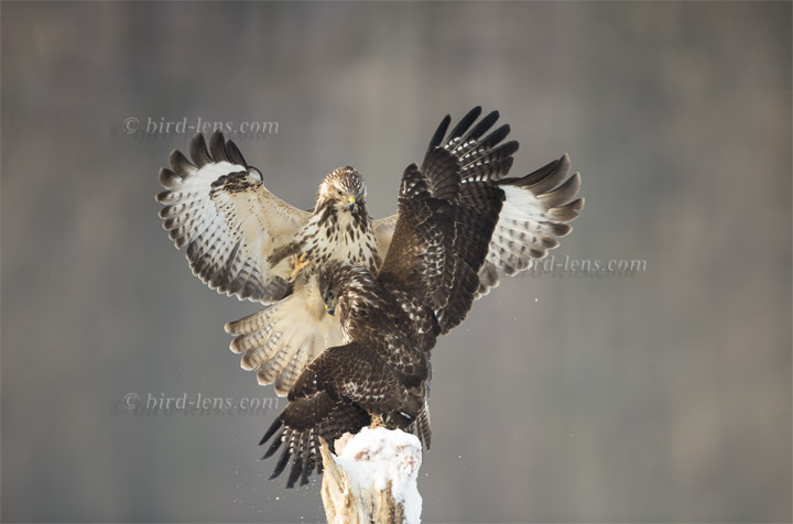 Mäusebussard Mäusebussard