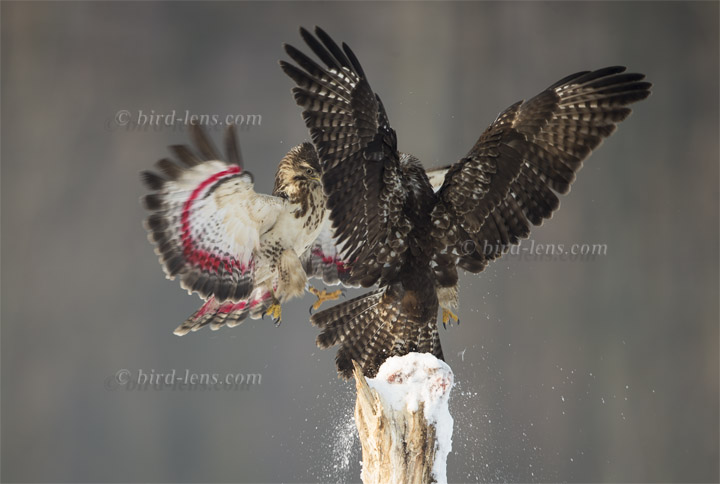 Mäusebussard Mäusebussard