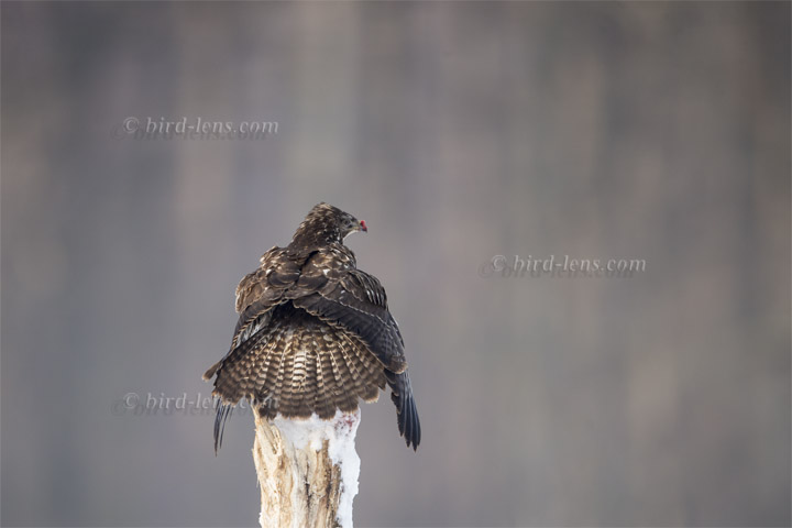 Mäusebussard Mäusebussard