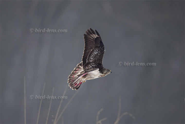 Mäusebussard Mäusebussard