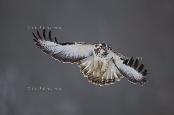 Mäusebussard Mäusebussard