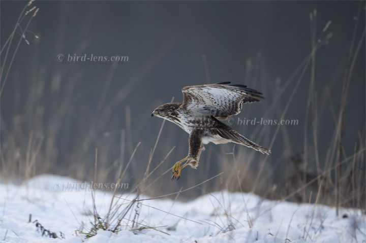 Mäusebussard Mäusebussard
