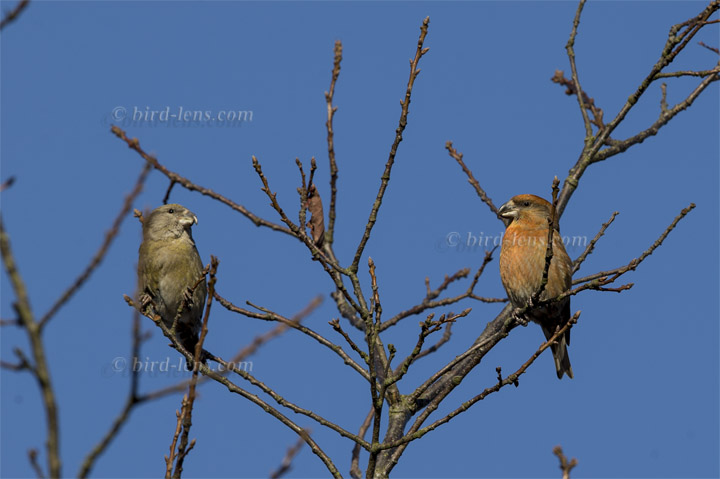 Kiefernkreuzschnabel Kiefernkreuzschnabel