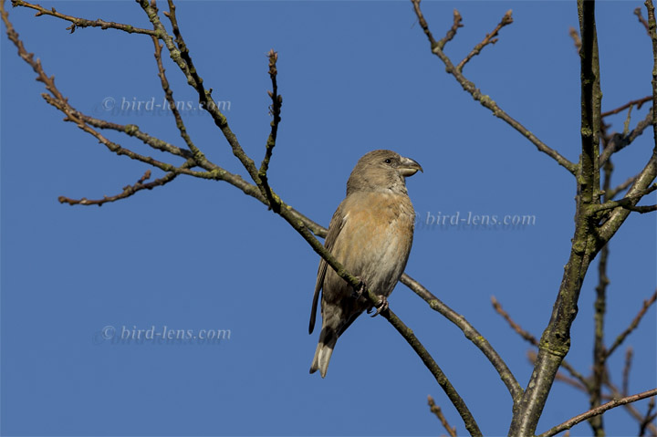 Kiefernkreuzschnabel Kiefernkreuzschnabel