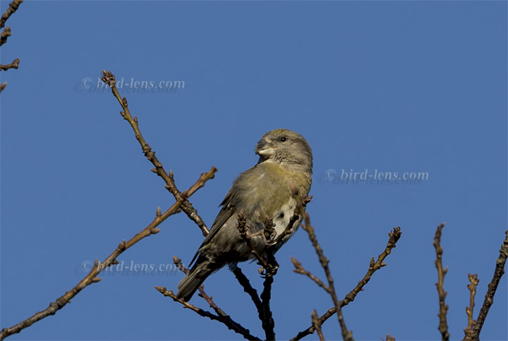 Kiefernkreuzschnabel Kiefernkreuzschnabel