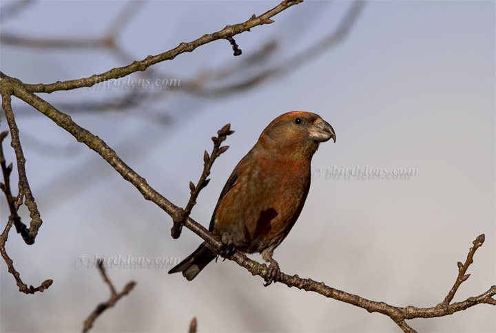 Kiefernkreuzschnabel Kiefernkreuzschnabel